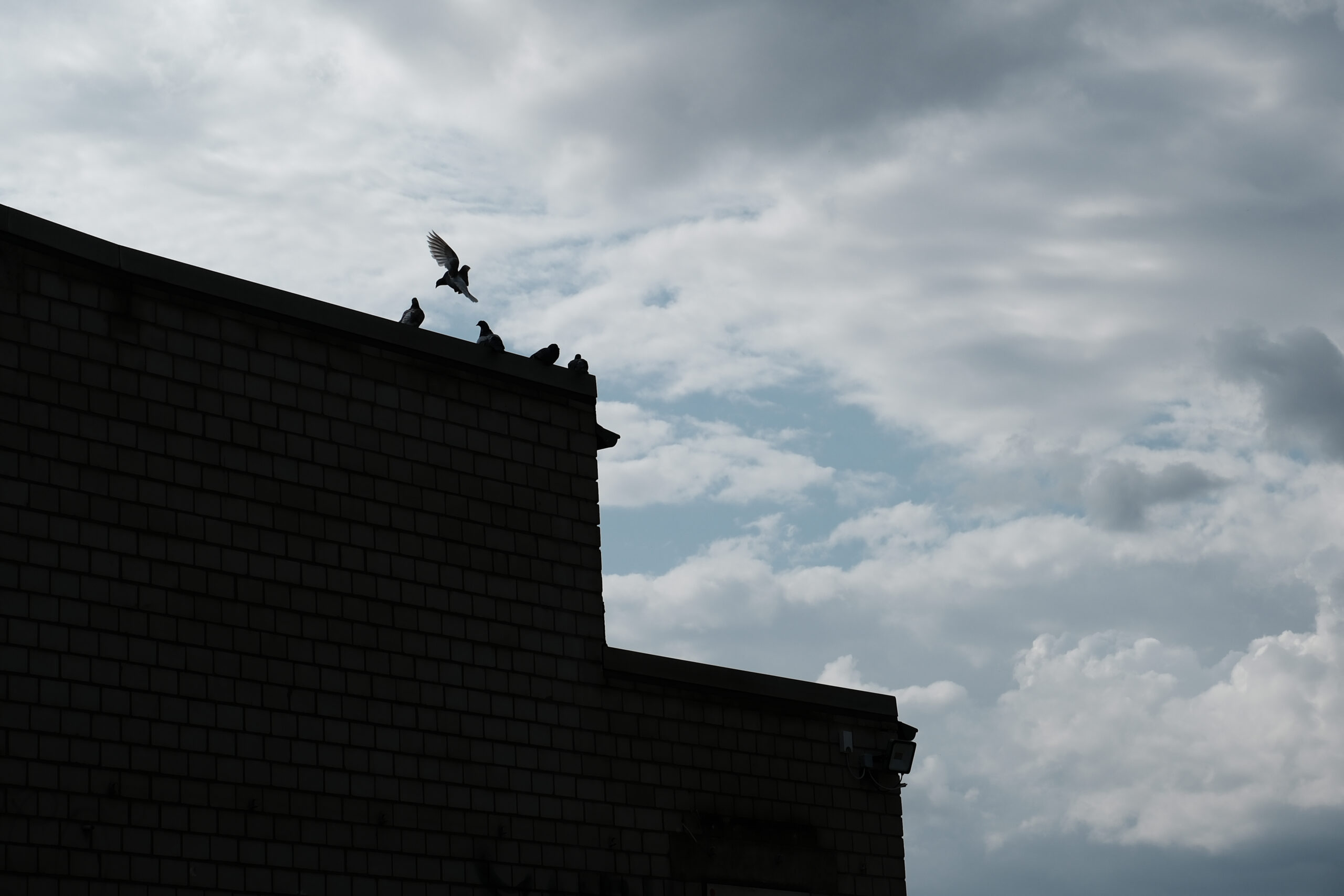 Pigeons on a roof