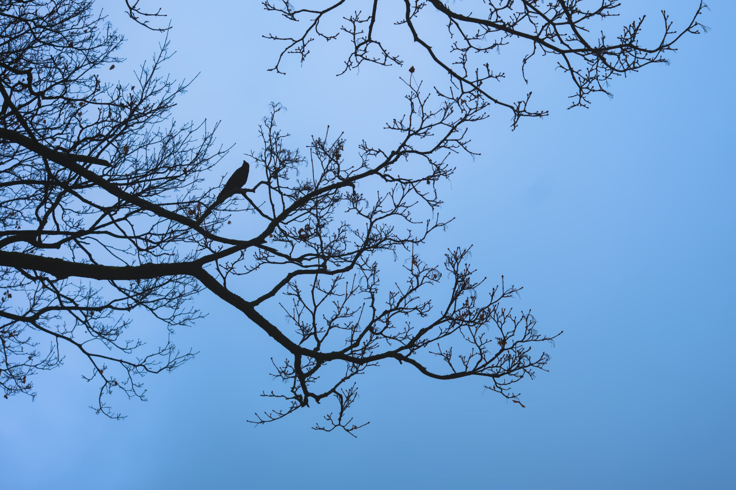 A crow on a leafless branch.
