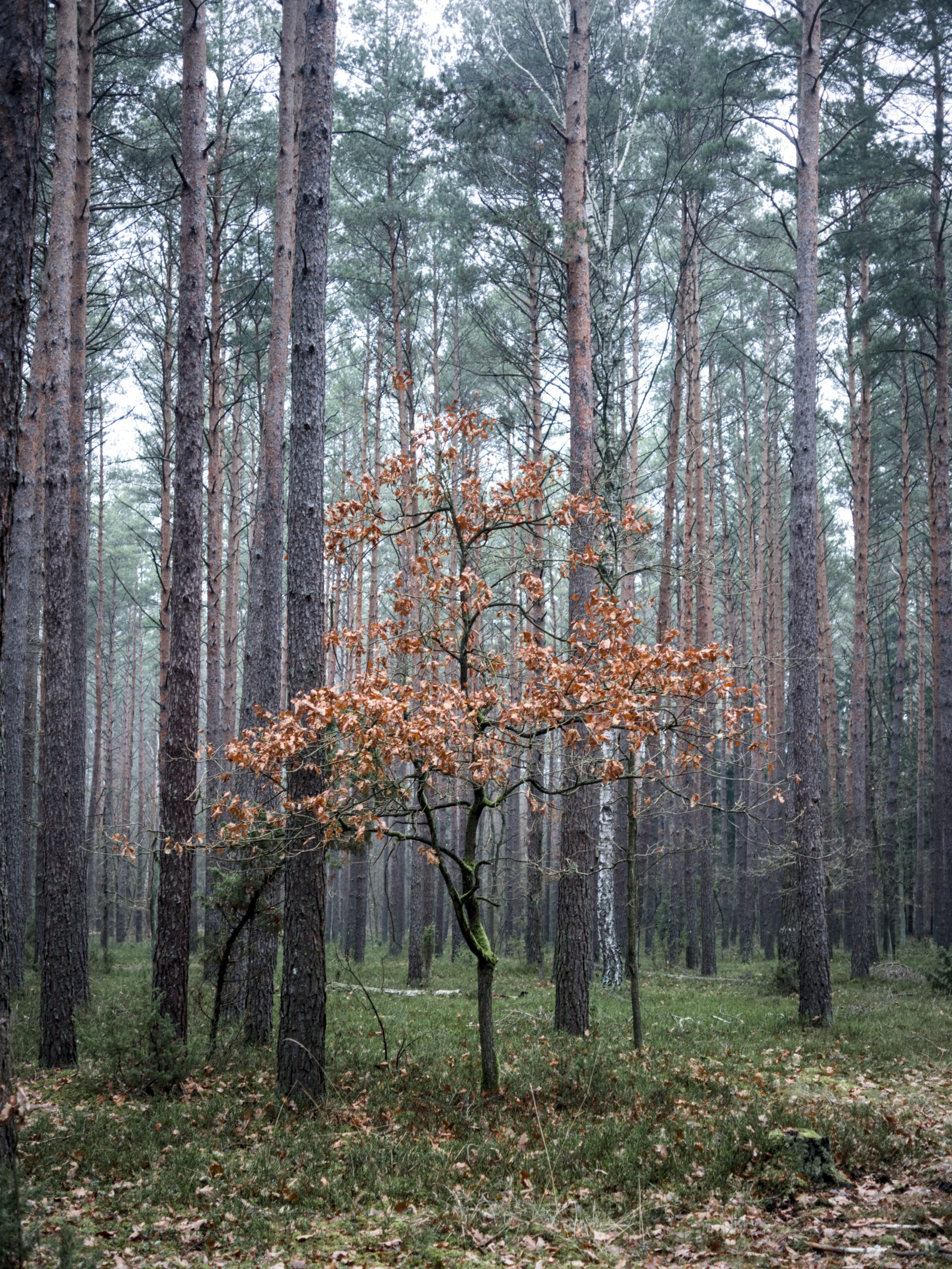 Smaller broadleaf tree with brown leaves in between high pine trees