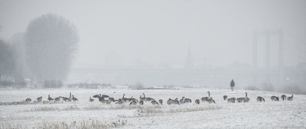 Group of geese in the snow. Further back a person walking towards a bridge which is covered in mist.
