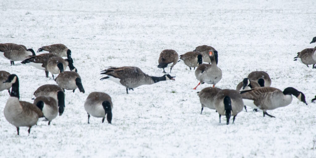 Geese in the snow