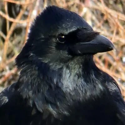 Cheese_is_nice 🇺🇦